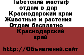 Тибетский мастиф отдам в дар - Краснодарский край Животные и растения » Отдам бесплатно   . Краснодарский край